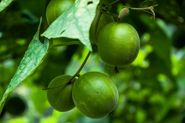 Monk fruit is hailed in the West as the best natural sweetener